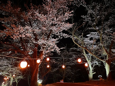 大佐沢の夜桜