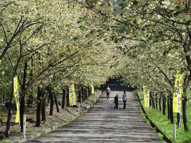 黄桜写真