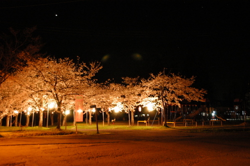 1-夜桜