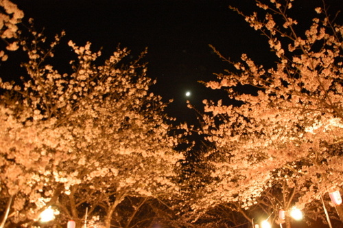 1-夜桜２