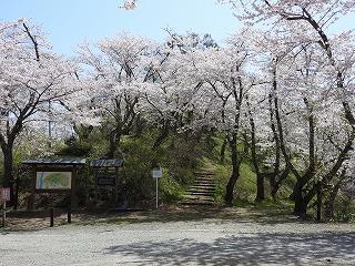 八乙女公園の桜は４／２３に満開になりました。