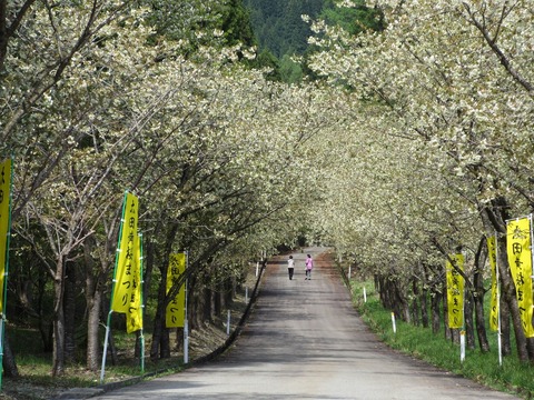 太田の黄桜