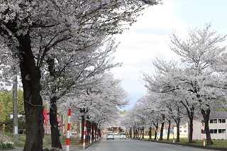 桜アーチ街道