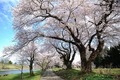 中川原コミュニティ公園の桜