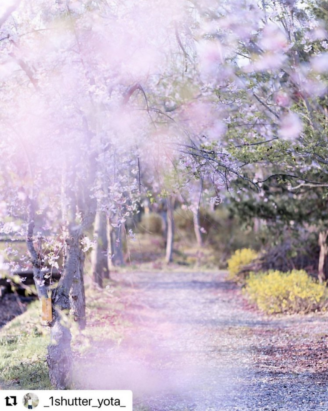 _1shutter_yota_さんの写真