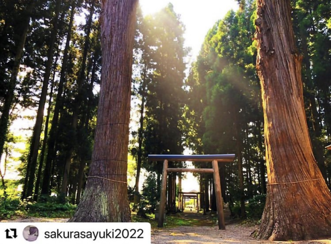 sakurasayuki2022さんの写真
