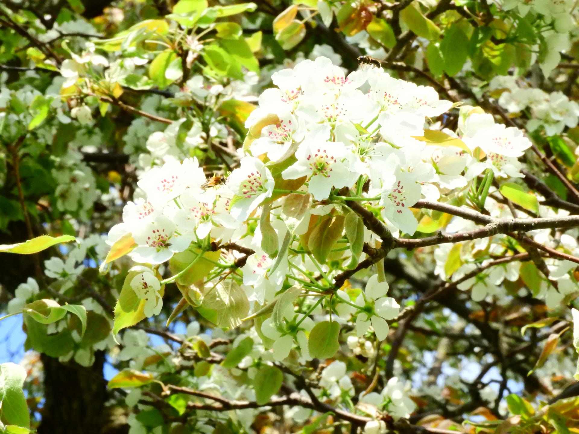 梨の花の写真