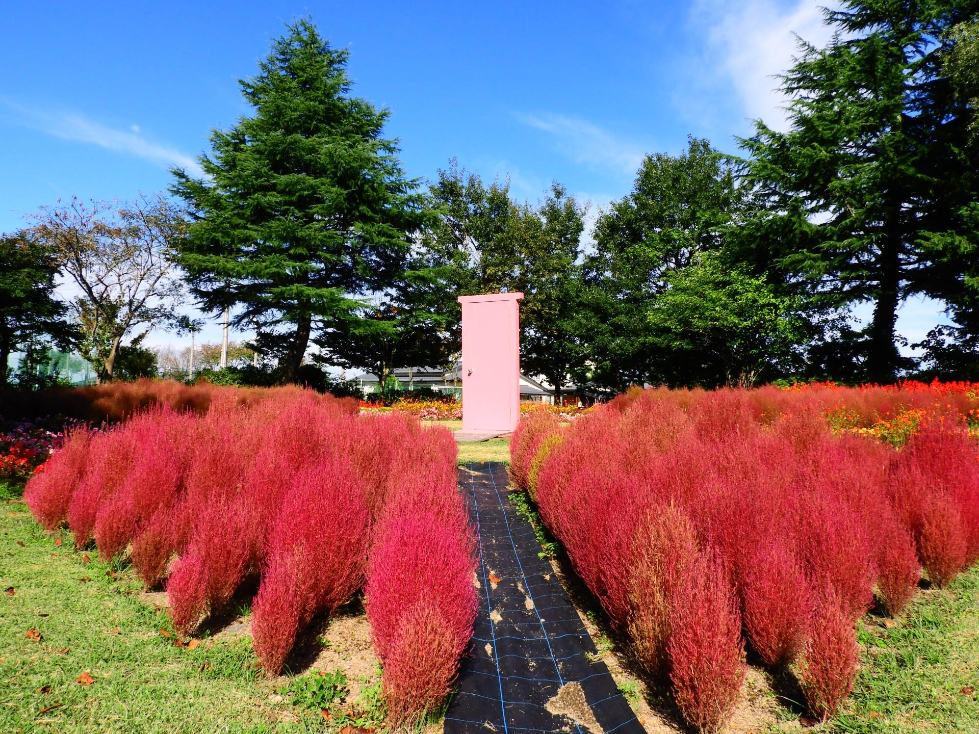 赤く色づいたコキア