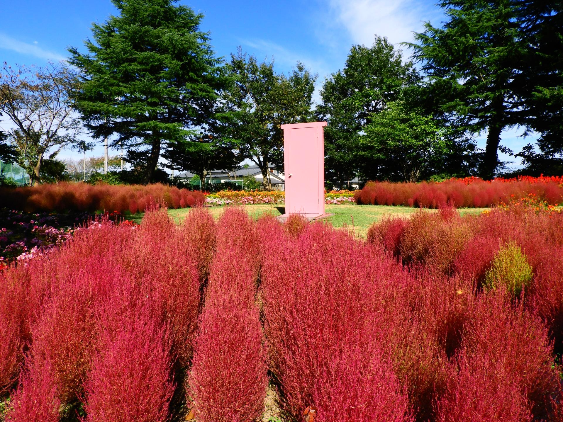 赤く色づいたコキア