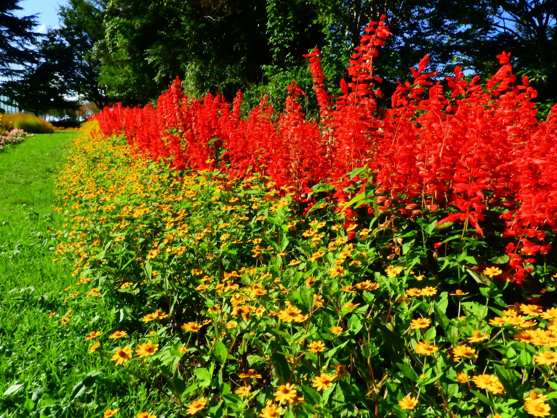 真っ赤なサルビアと黄色のメランポジウム