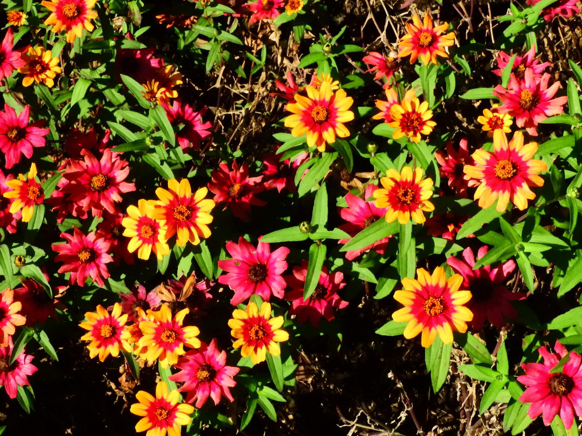 色鮮やかなジニア