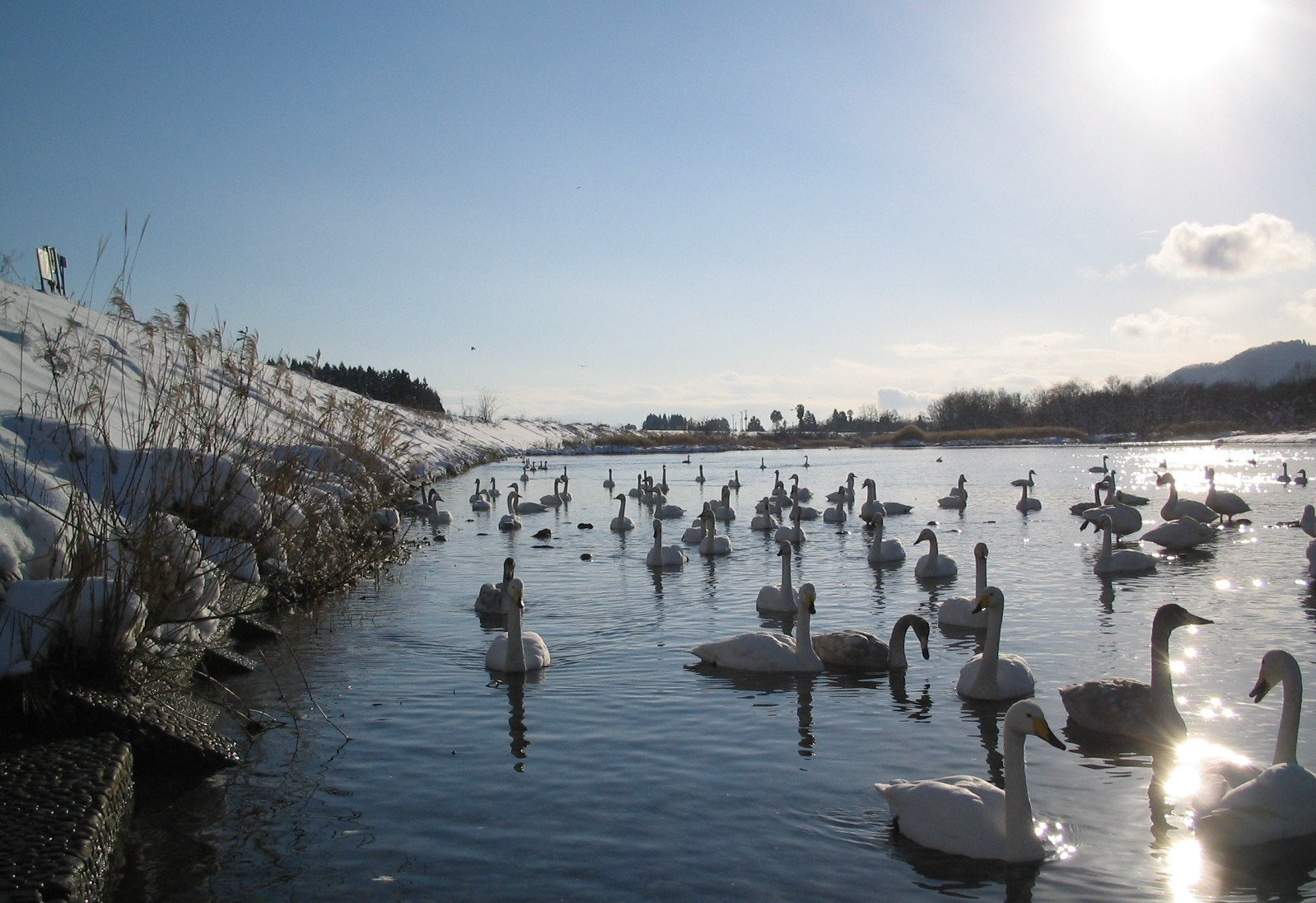 川面にただよう白鳥