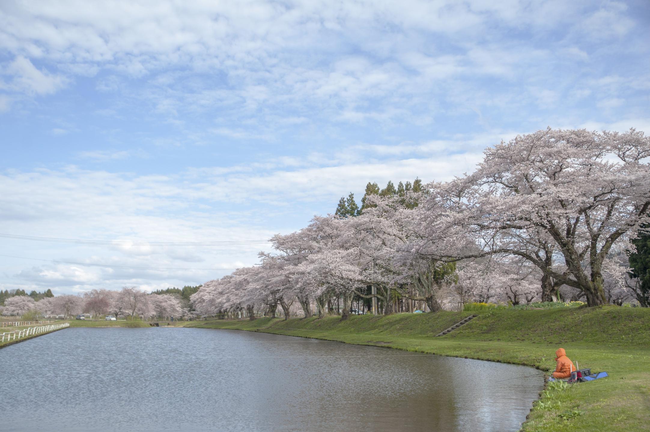 川沿いの桜並木