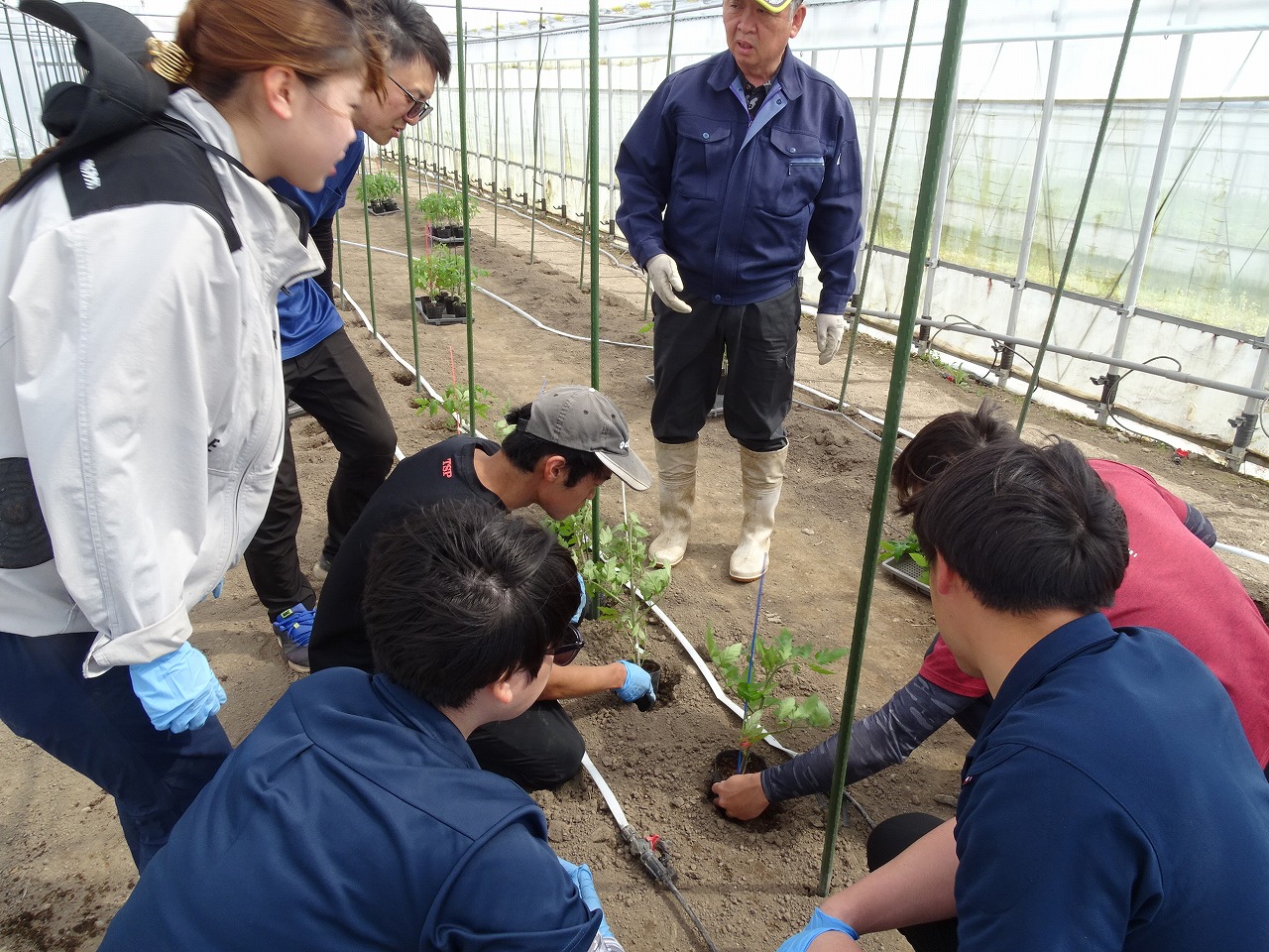 ハウス内で、トマトの苗の定植について先生の説明を聞く研修生