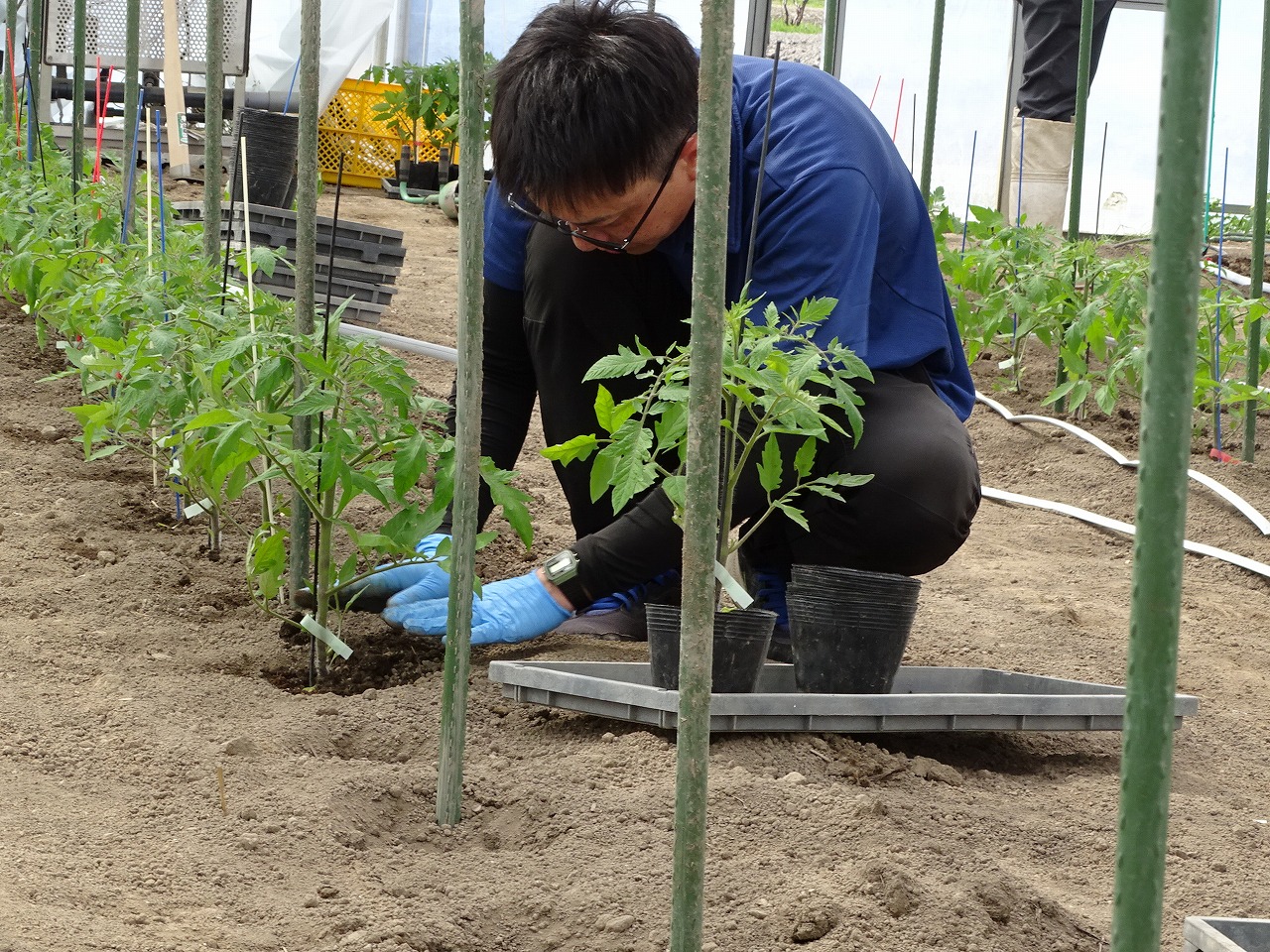 トマト苗に土をかける研修生