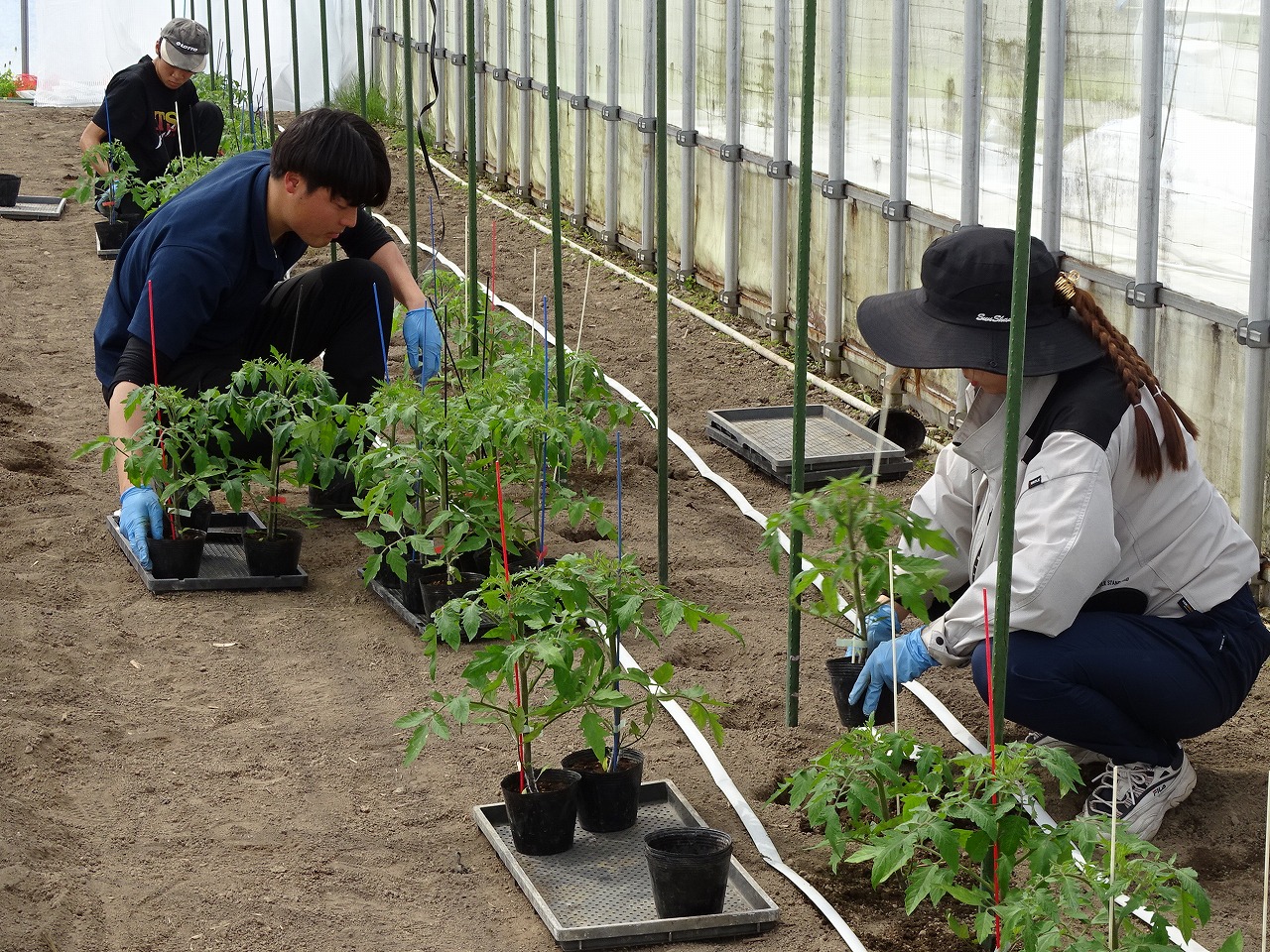 トマト苗を定植する研修生