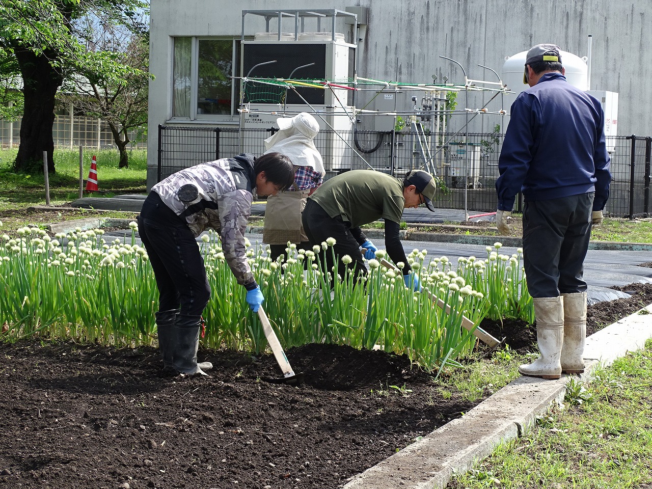 去年定植した横沢の曲がりネギに追加で土をかける研修生