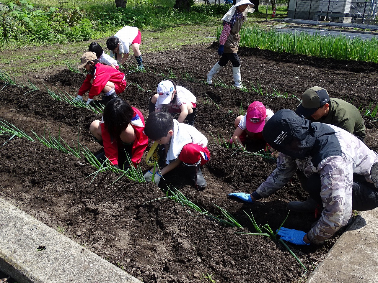 横沢の曲がりネギを定植する児童とサポートする研修生