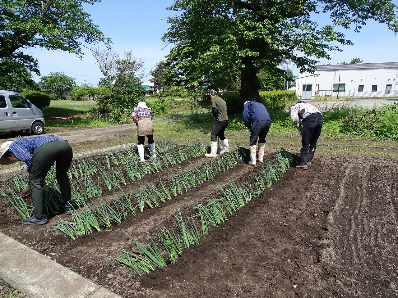 定植した苗に土をかける研修生