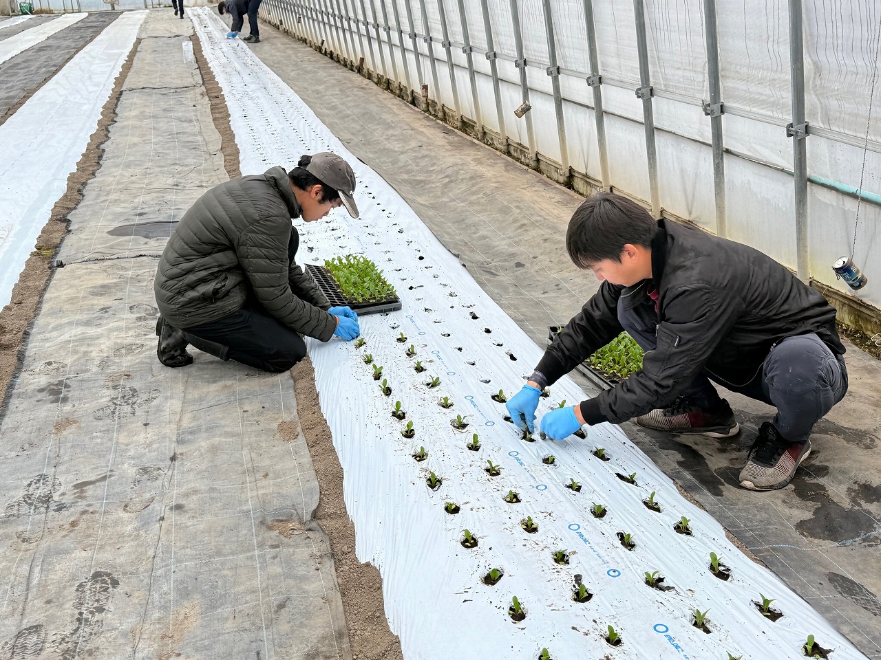 ハウス内で、チンゲンサイの苗を植えている研修生