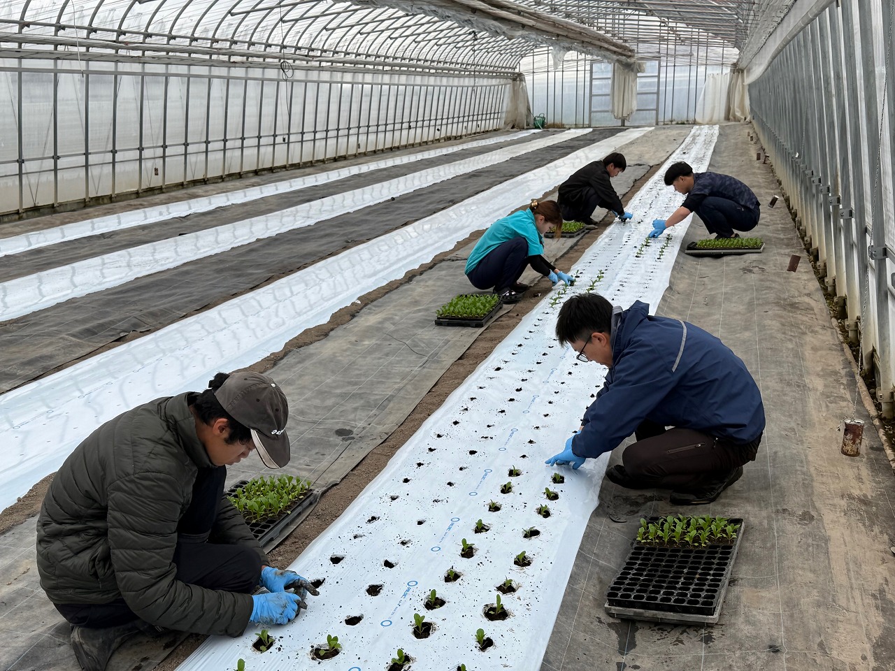 みんなで黙々と定植を行う研修生
