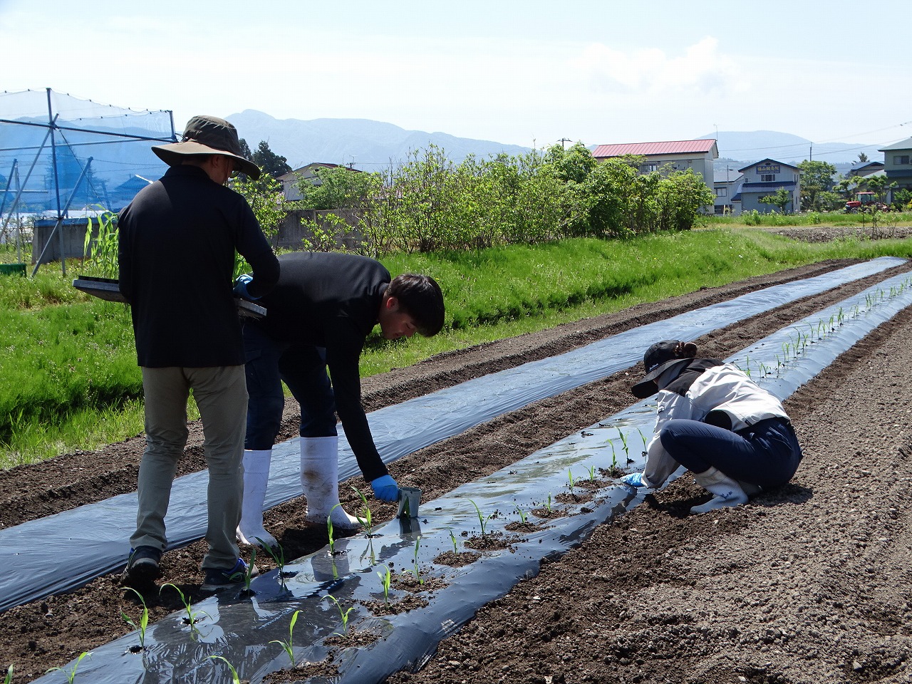 トウモロコシの苗を植える研修生