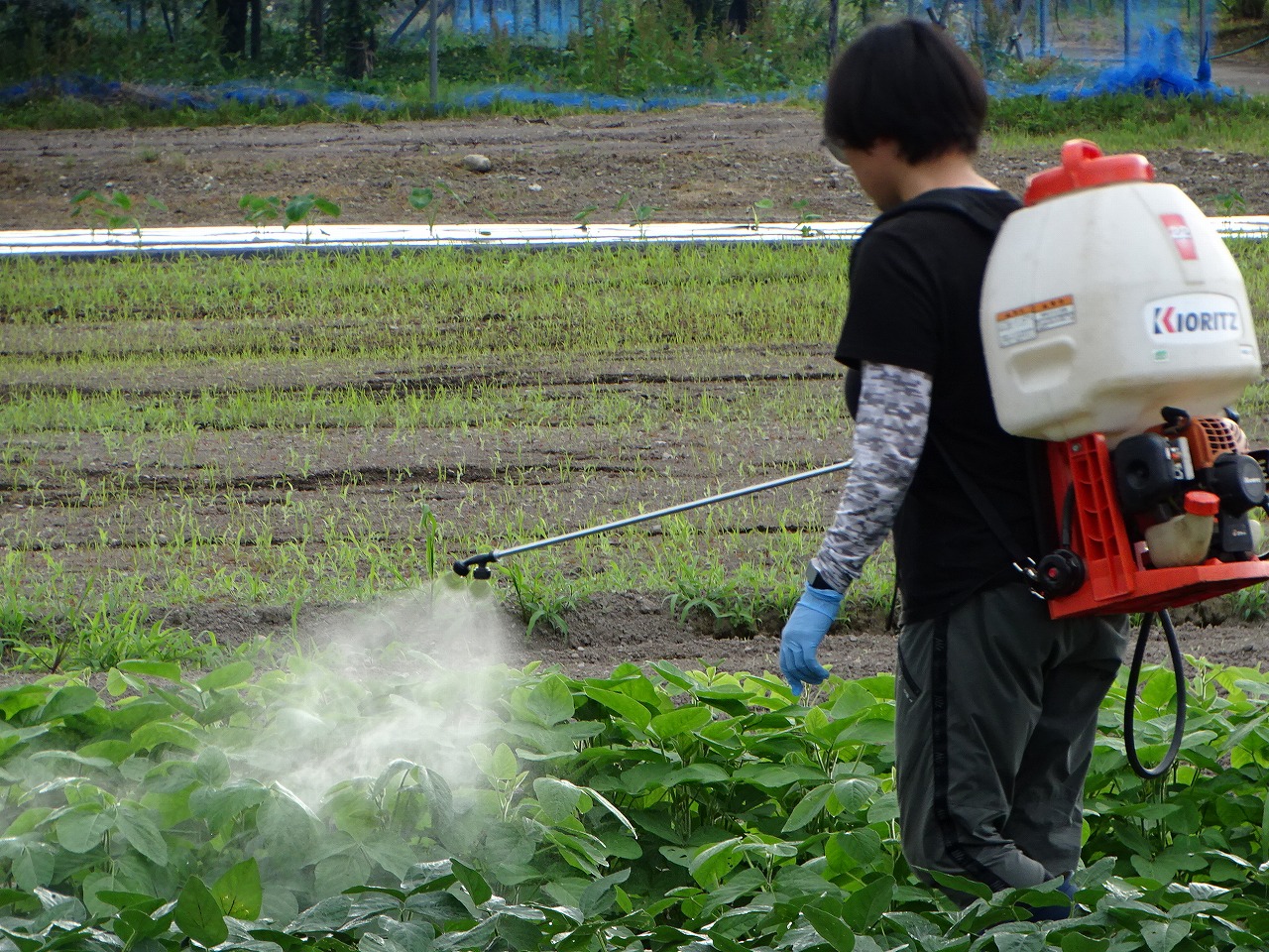 えだまめに殺虫剤をまく研修生