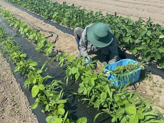 畝の間の雑草を手で抜く研修生