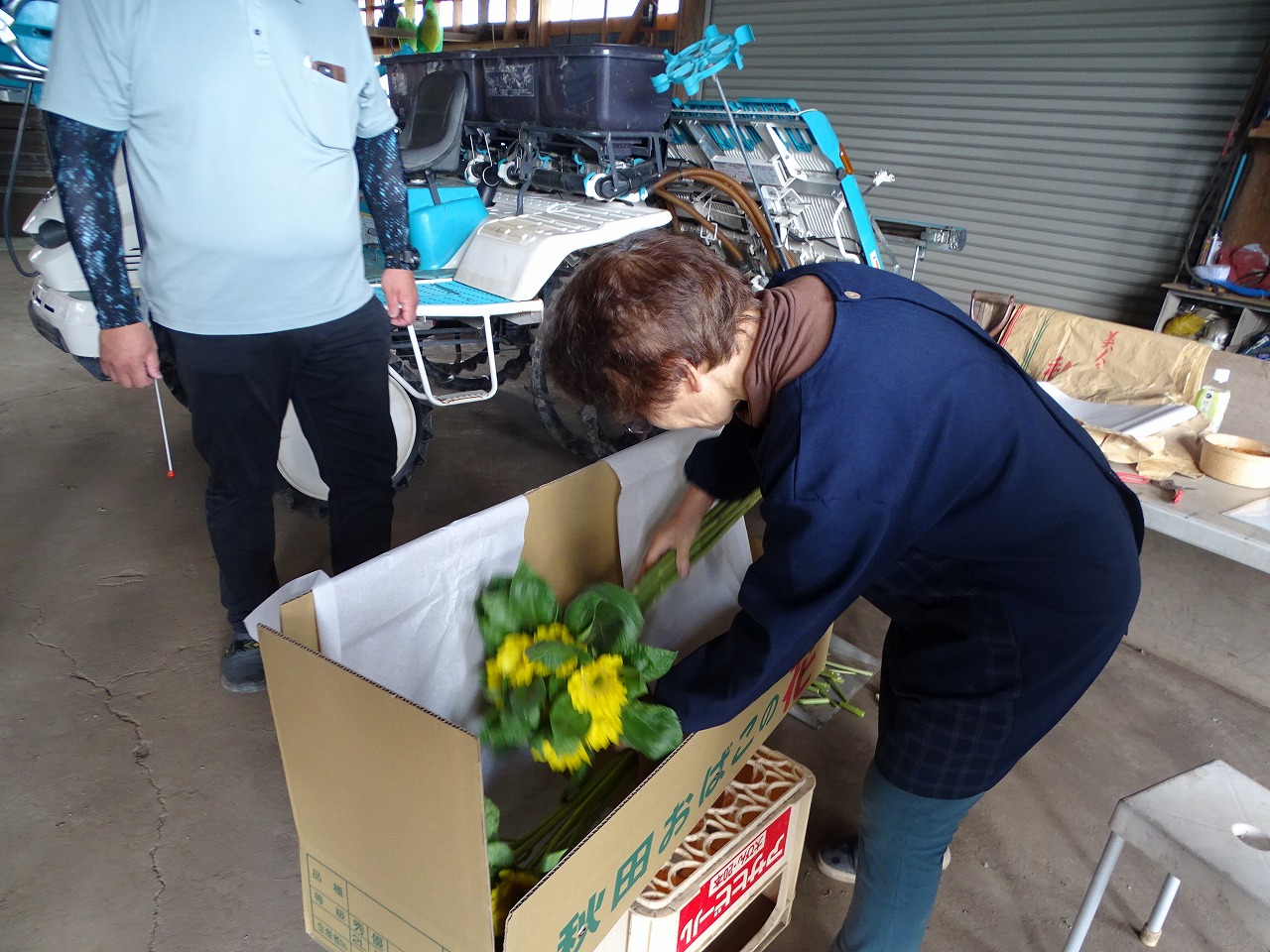 出荷用段ボールでのヒマワリの梱包方法を確認する農家