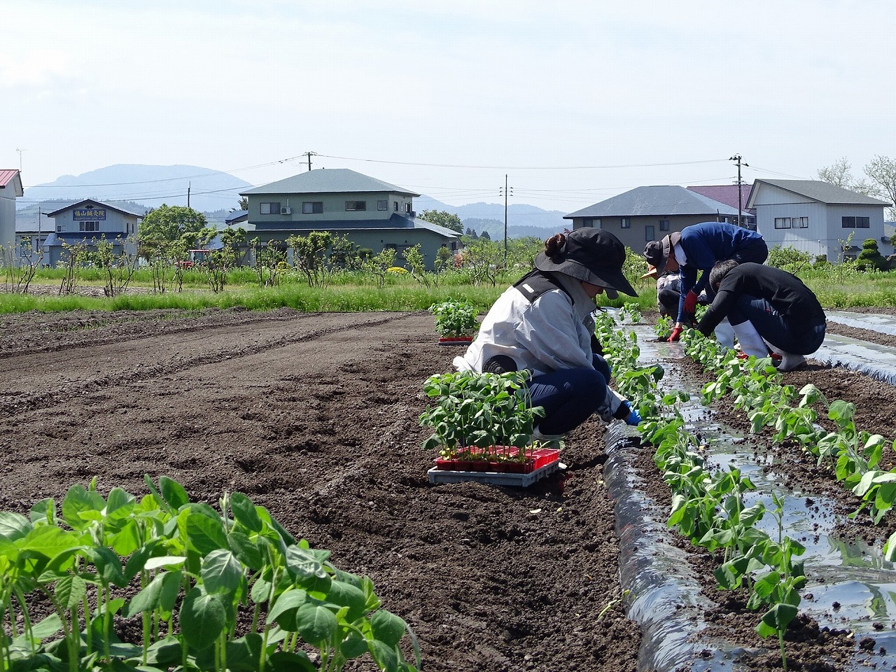 エダマメの苗を定植する様子
