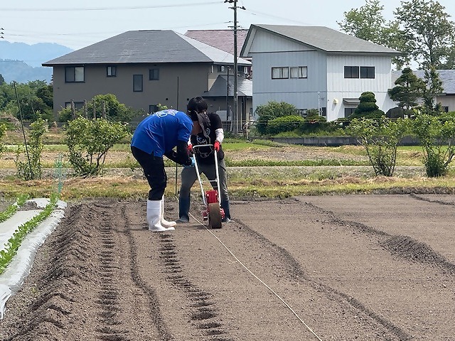 播種機からしっかり豆が落ちているか確認する研修生