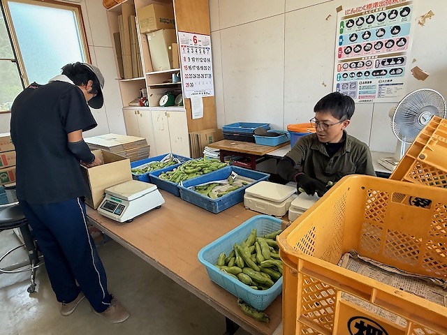 ソラマメの出荷準備をしている研修生