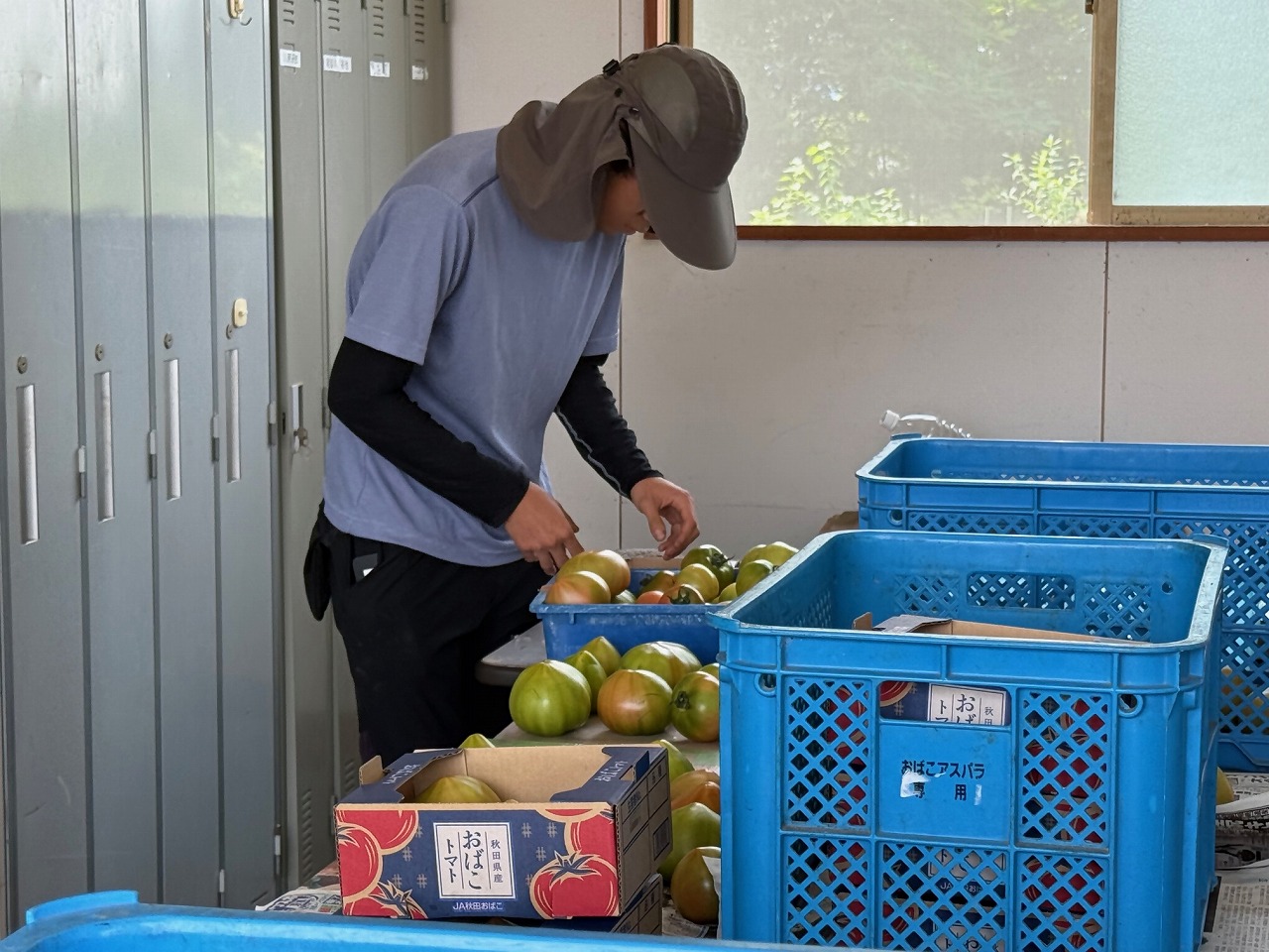 トマトの出荷準備をしている研修生