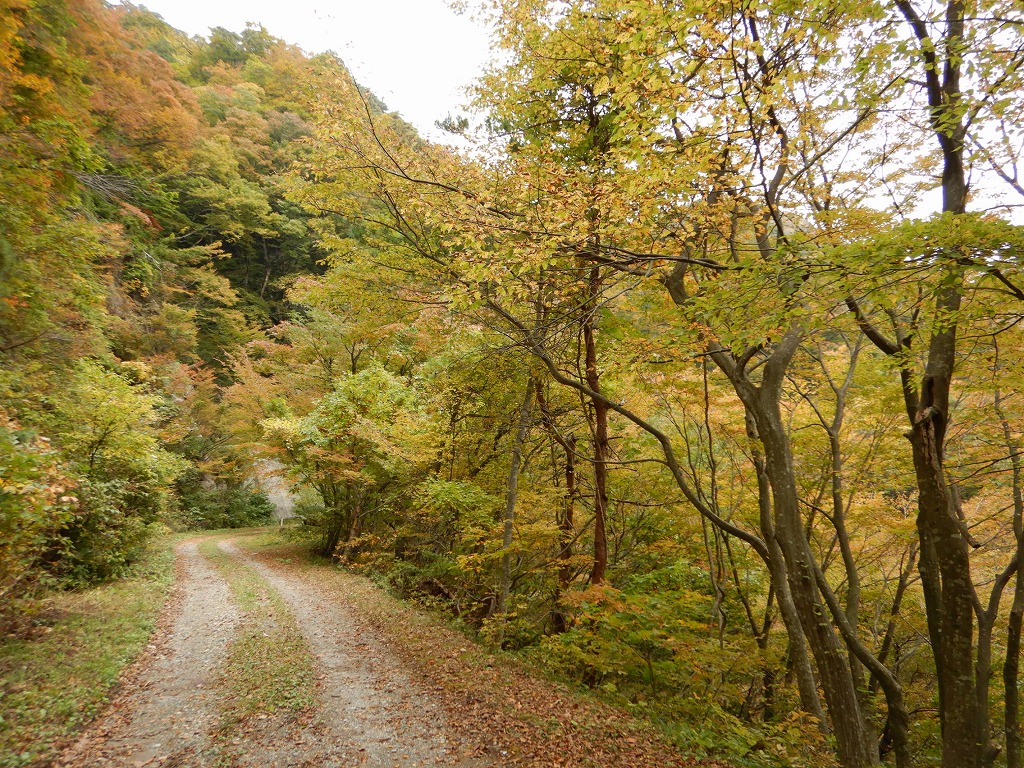 オブ山の紅葉する木々