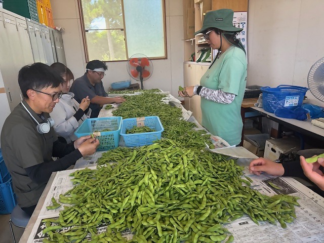 枝豆の選別をしている研修生