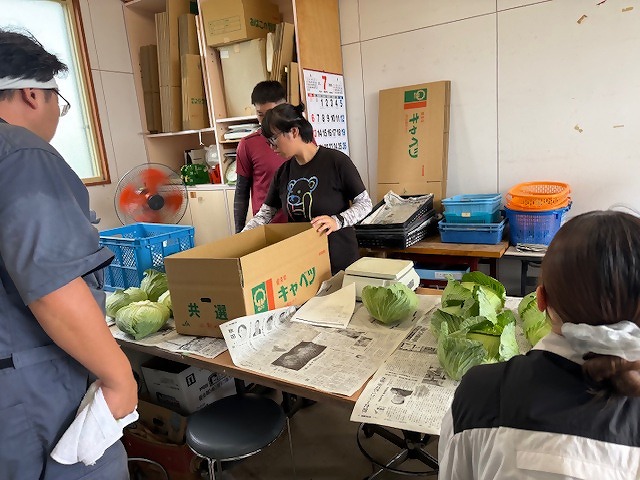キャベツの出荷準備をしている研修生