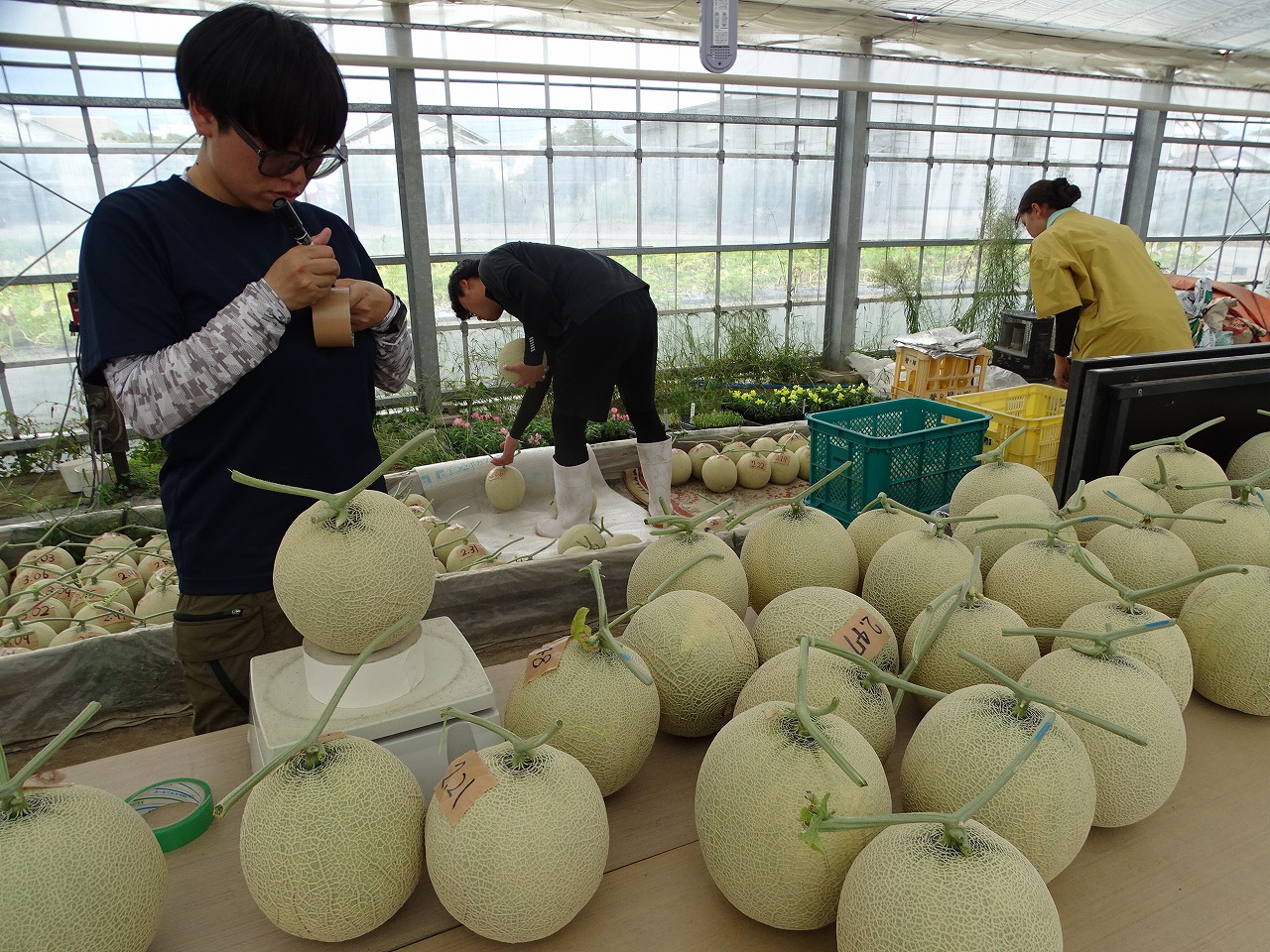 メロンの重さを記入する研修生