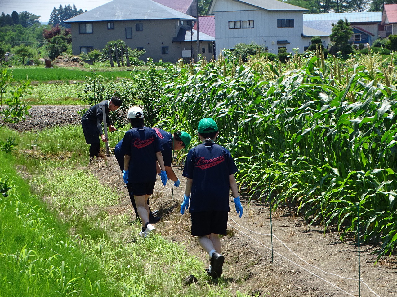 トウモロコシのほ場のまわりに電柵を設置する研修生と大農生