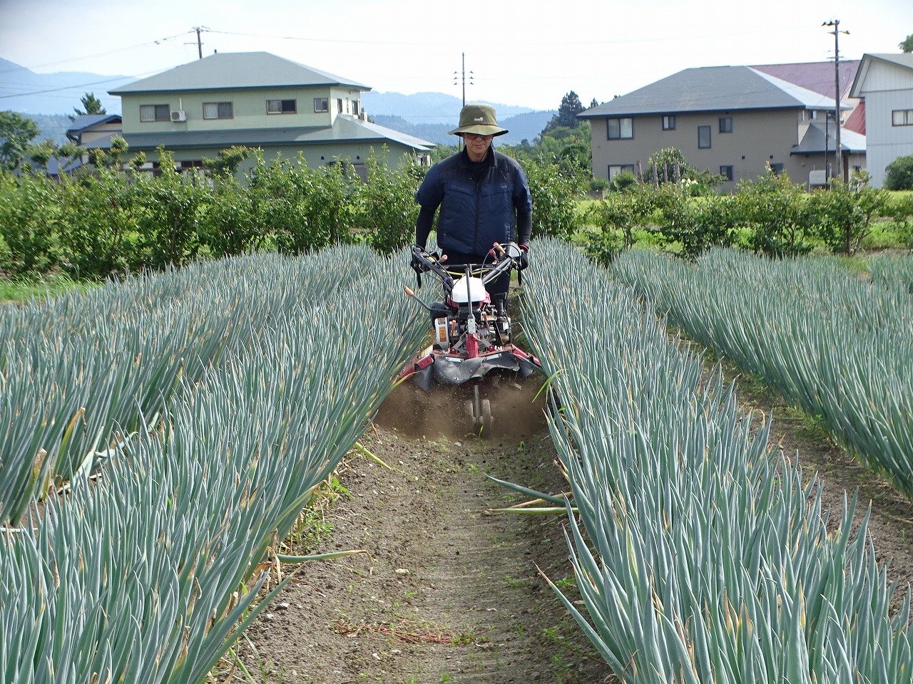 管理機でネギに土をかける研修生