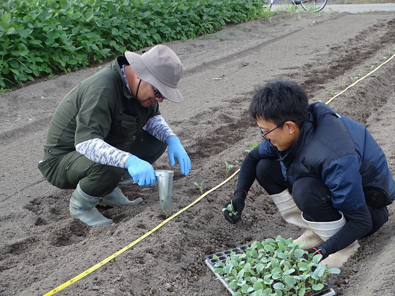 秋ブロッコリーを定植する研修生