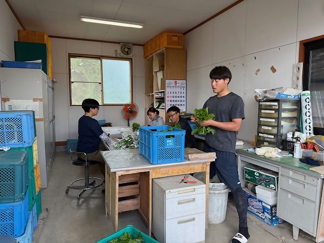ツルムラサキの出荷準備を行う研修生