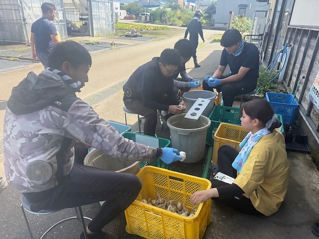 ニンニクの選別を行う研修生