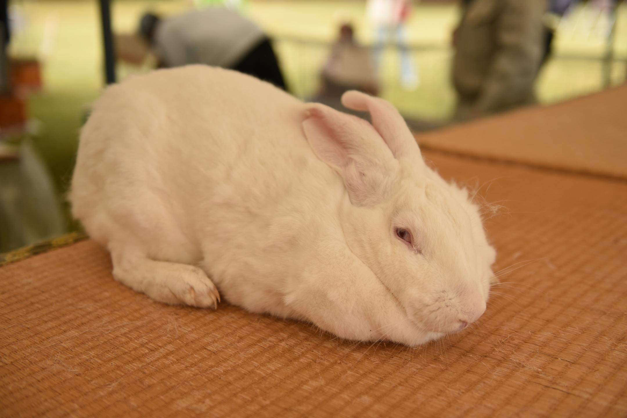 まるまると太った