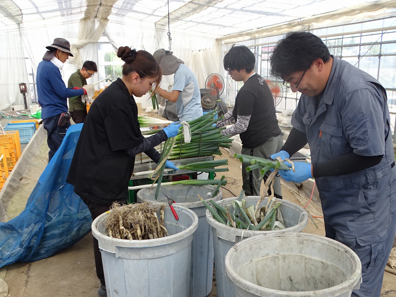 ネギの外側の皮むきをする研修生