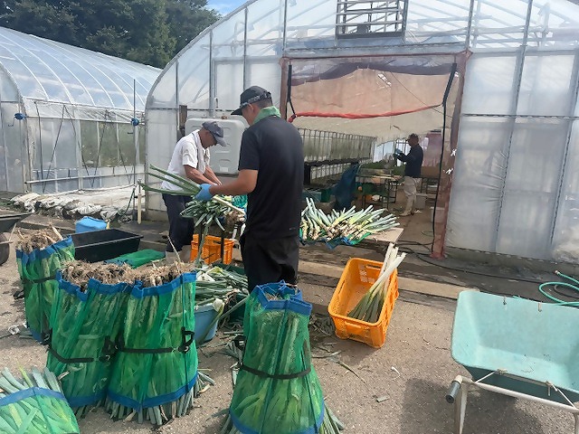 葉先を切ったネギをさかさまにして液体を抜いている様子