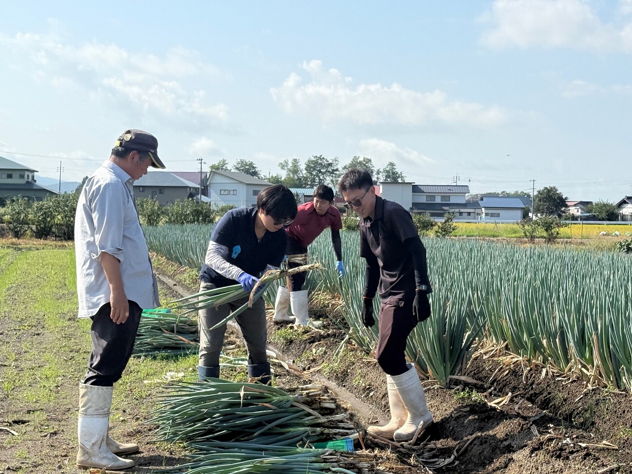 ほ場に植えられているネギを収穫する研修生