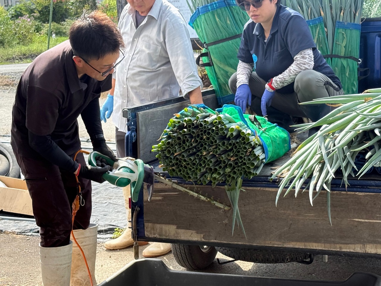 ネギの束の葉先をバリカンでまとめて切る研修生