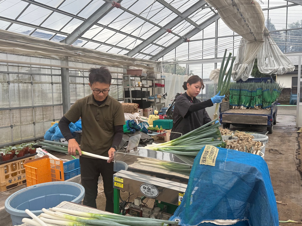 皮むき機を使って残りの皮を全て剥く研修生