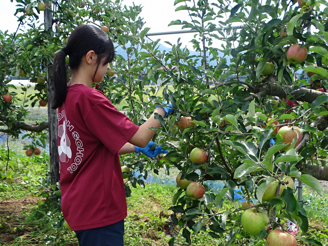リンゴの葉を摘む中学生