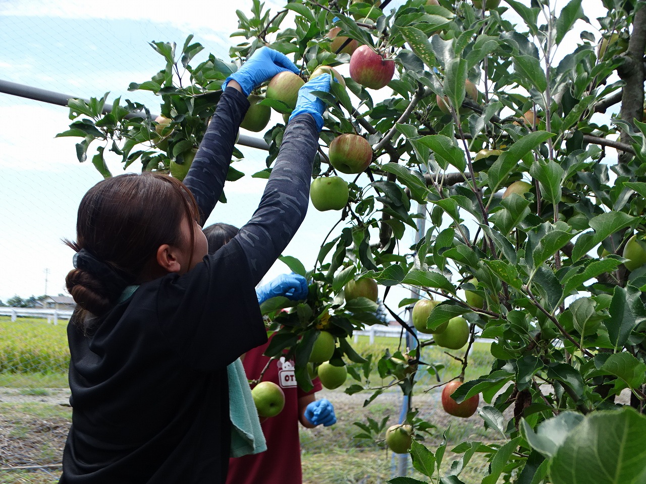 中学生と一緒にリンゴの葉を摘む研修生